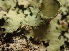 Hypotrachyna spumosa