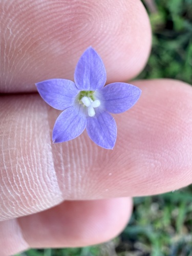 Australian Bluebell