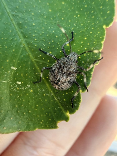 Bromocoris souefi