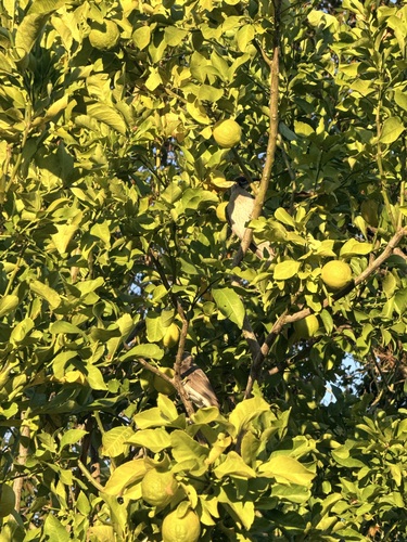Little Friarbird