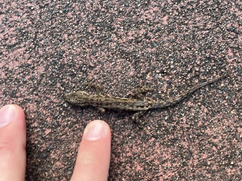 Asian House Gecko