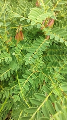 Astragalus penduliflorus, photograph author not stated, no rights reserved