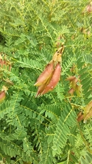 Astragalus penduliflorus, photograph author not stated, no rights reserved