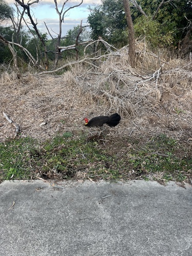 Australian Brushturkey