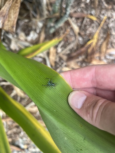 North Queensland Jumping Spider