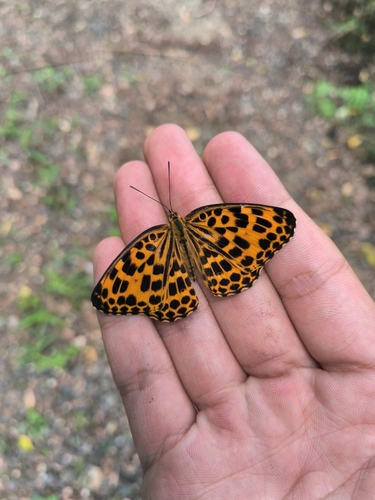 Spotted leopard butterfly