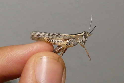 Heteracris adspersa
