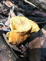 Austropaxillus muelleri