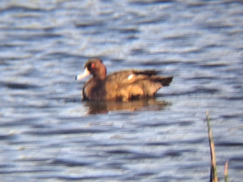 iNaturalist image