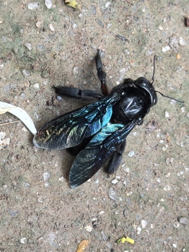 Green-winged Bamboo-Carpenter