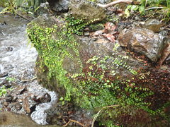 Metrosideros carminea