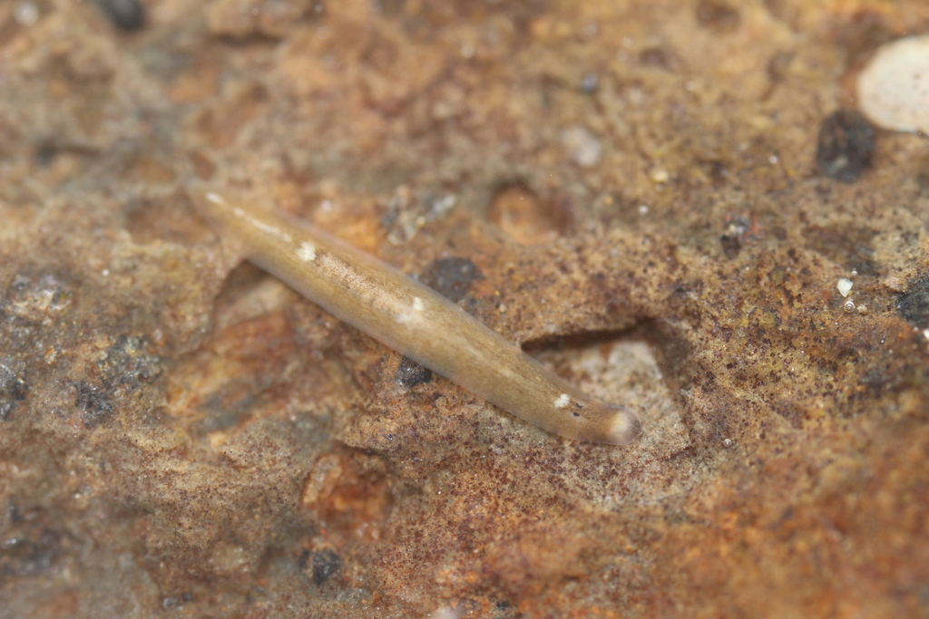 Paucumara trigonocephala