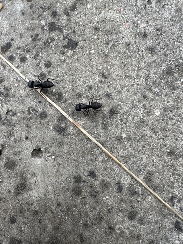 Japanese Carpenter Ant