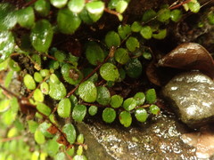 Metrosideros carminea