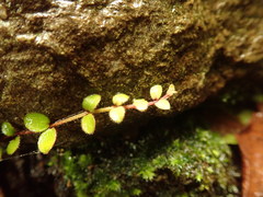 Metrosideros carminea