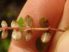 Metrosideros carminea