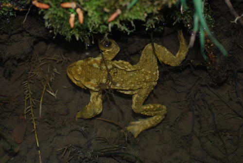 Bufo spinosus