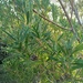 Acacia cyclops
