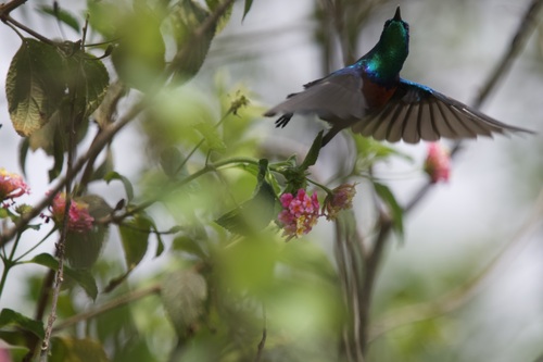 iNaturalist image