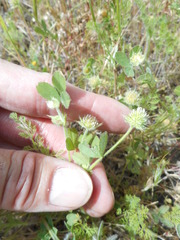 Trifolium microcephalum