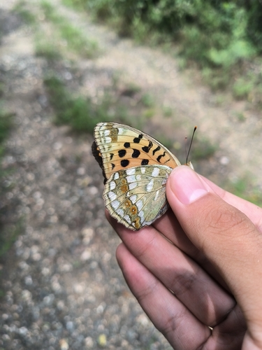 Argynnis vorax