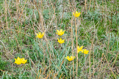 Tulipa kolpakowskiana