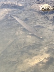 Lepisosteus platostomus