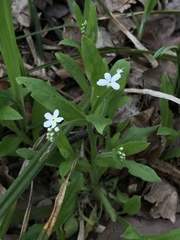 Myosotis sylvatica