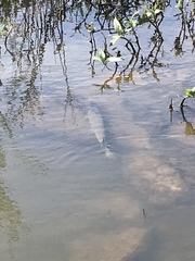 Lepisosteus platostomus