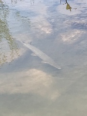 Lepisosteus platostomus