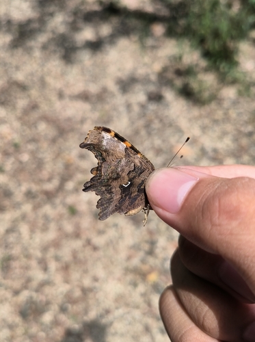 European Comma