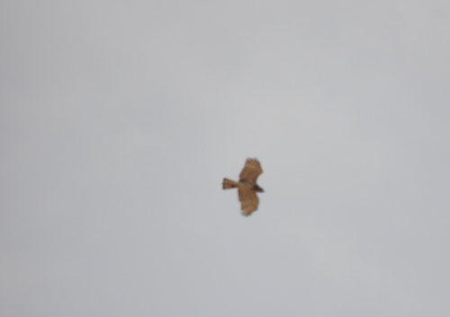 Short-toed Snake-Eagle