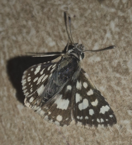 White-spot Sandman