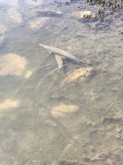 Lepisosteus platostomus