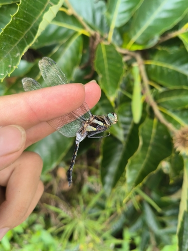 Orthetrum aberrans