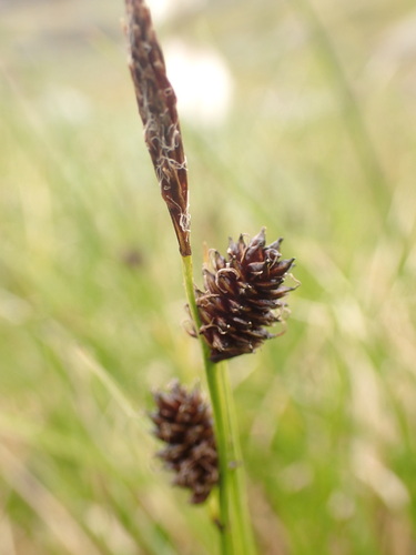 Carex saxatilis, photograph 4