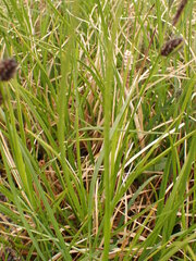Carex saxatilis, photograph (c) agujaceratops, some rights reserved (CC BY)