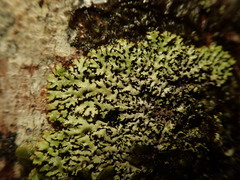 Menegazzia eperforata