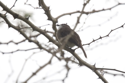 Swamp Flycatcher (Muscicapa aquatica), photo 10