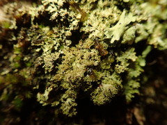 Menegazzia eperforata