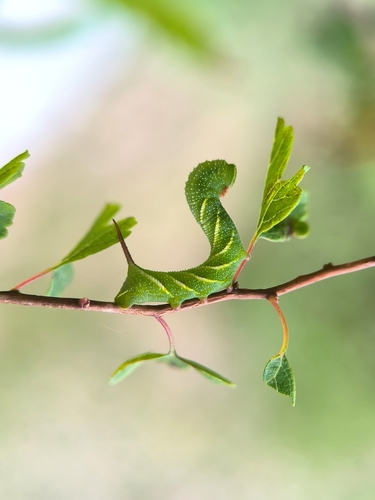 Privet Hawkmoth