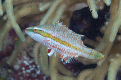 Oxycheilinus orientalis