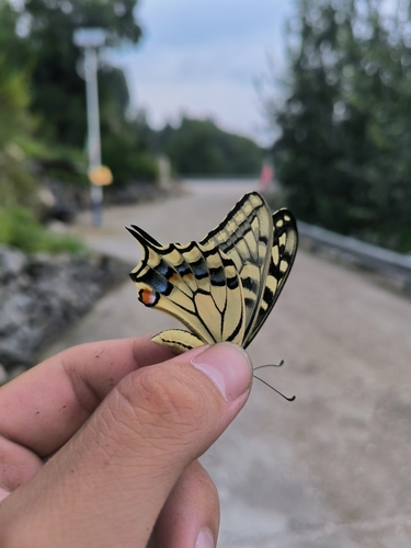 Old World Swallowtail