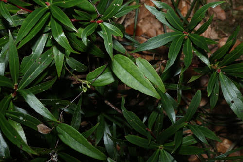 Smilax glyciphylla, photograph 6