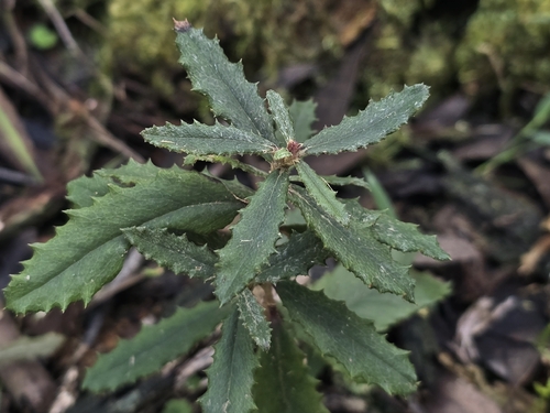 Olearia erubescens, 2026-08-08