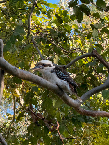 Laughing Kookaburra