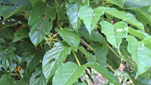 Uncaria lanosa observed 2026-07-21