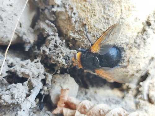 Yellow-faced Fly