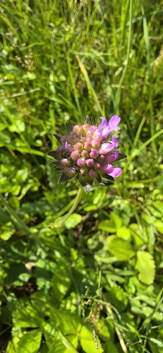 Field Scabious
