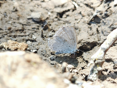 Holly Blue